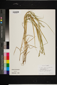 Carex albolutescens image