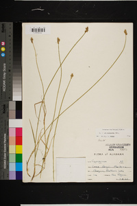 Carex albolutescens image