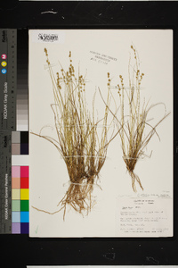 Carex atlantica var. capillacea image