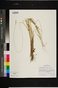 Carex atlantica subsp. capillacea image