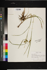 Carex bullata image