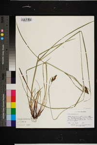 Carex caroliniana image