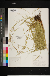 Carex cherokeensis image