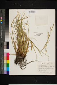 Carex cherokeensis image