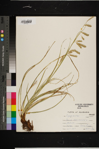 Carex cherokeensis image