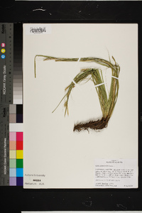 Carex cherokeensis image