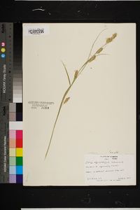 Carex cherokeensis image