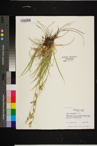 Carex cherokeensis image