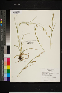 Carex cherokeensis image