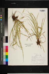 Carex cherokeensis image