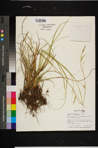 Carex cherokeensis image