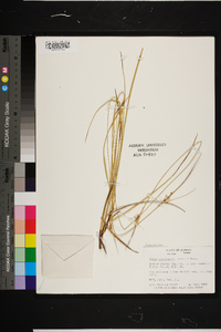 Carex complanata image