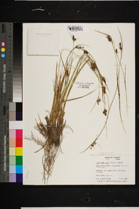 Carex complanata image