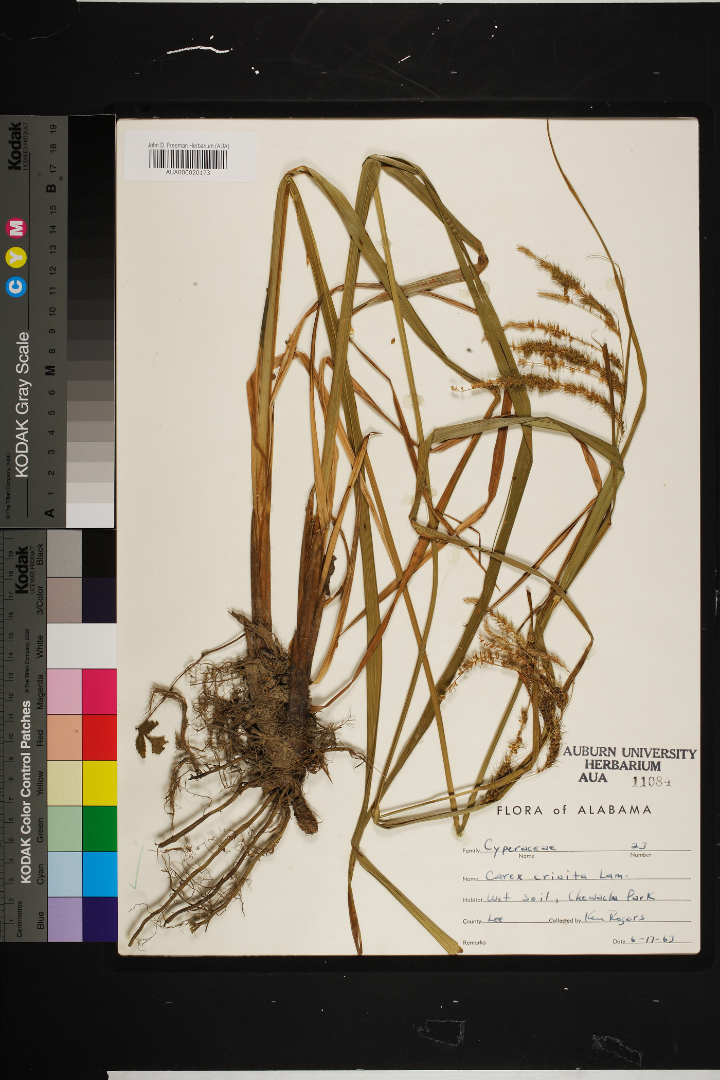 Carex crinita var. brevicrinis image