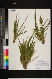 Carex cumberlandensis image