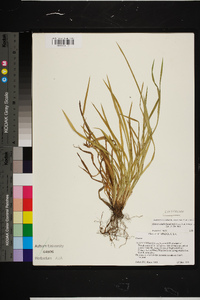 Carex cumberlandensis image