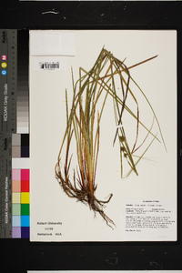 Carex elliottii image