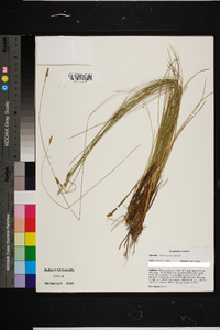 Carex exilis image