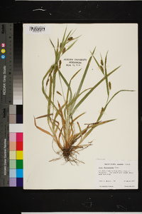 Carex flaccosperma image