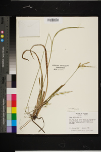 Carex folliculata image