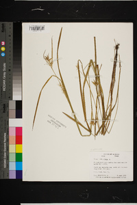 Carex folliculata image