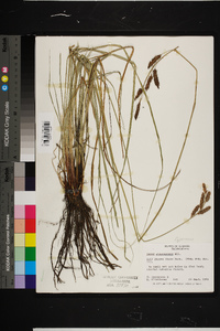 Carex glaucescens image