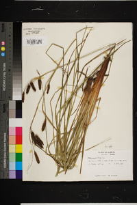 Carex glaucescens image