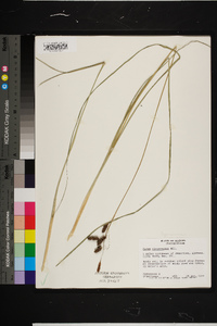 Carex glaucescens image