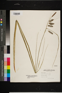 Carex glaucescens image