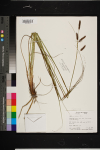 Carex glaucescens image