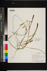 Carex glaucescens image