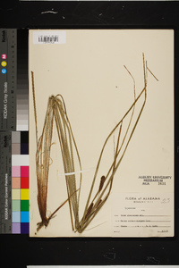 Carex glaucescens image