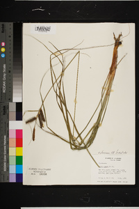 Carex glaucescens image