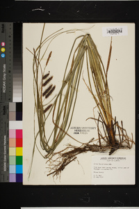 Carex glaucescens image