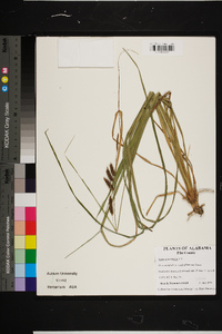 Carex glaucescens image