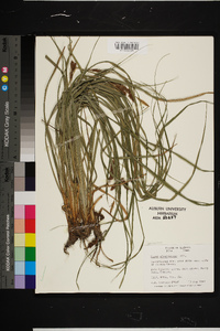 Carex glaucescens image