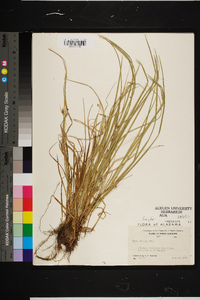 Carex jamesii image