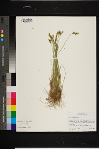 Carex longii image