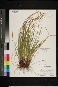 Carex nigromarginata image