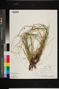 Carex nigromarginata image