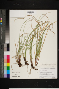 Carex umbellata image