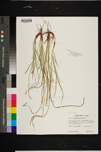 Carex nigromarginata image