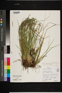 Carex nigromarginata image