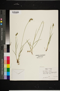 Carex normalis image