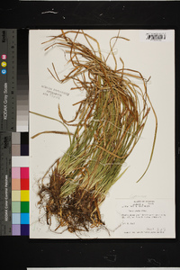 Carex picta image