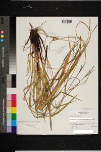 Carex purpurifera image