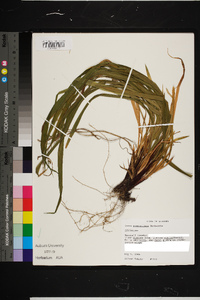 Carex purpurifera image