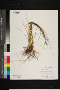 Carex tenax image