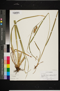 Carex typhina image