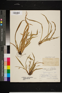 Carex abscondita image